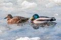 Pair of ducks on the lake surface. Royalty Free Stock Photo