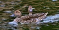 Ducks in pond in Bowring Park Home Royalty Free Stock Photo