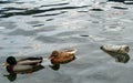 A pair of ducks, a male and a female, flee from a plastic bottle.