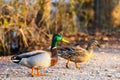 A pair of ducks are standing on the shore of the lake Royalty Free Stock Photo
