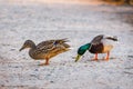 A pair of ducks, male and female Royalty Free Stock Photo