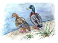 A pair of ducks mallards on the shore of a pond, watercolor drawing Royalty Free Stock Photo