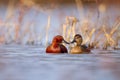 two ducks floating on top of water near the grass and grass Royalty Free Stock Photo