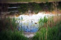 A pair of ducks prepares for nesting, shoot with lensbaby
