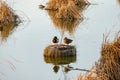 A pair of ducks resting on a small islet