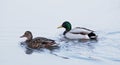 a pair of ducks on the river, a male and a female duck on the water, a pair of water birds Royalty Free Stock Photo