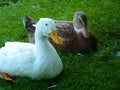 A pair of ducks Royalty Free Stock Photo