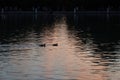 A pair of ducks swim in the calm waters of a pond Royalty Free Stock Photo