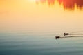 A pair of ducks swim in the pond on the water Royalty Free Stock Photo