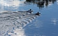 Pair of Ducks swimming in the Bighorn River near Thermopolis Wyoming