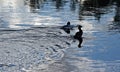 Pair of Ducks swimming in the Bighorn River near Thermopolis Wyoming