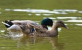 A pair of Ducks swimming on the pond