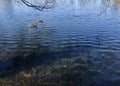 A pair of ducks swimming together on the lake in the morning. Royalty Free Stock Photo