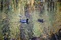 Pair Ducks Swimming Together In Pond Lake. Mallard Ducks Family In Water With Green Reflections