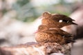 Pair ducks Royalty Free Stock Photo