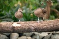 Pair ducks togetherness Royalty Free Stock Photo