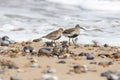 Pair of dunlin small coastal wading birds. Beach wader in summer Royalty Free Stock Photo
