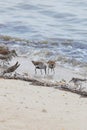Pair of Dunlins with a Sandpipers on Delaware Beach Royalty Free Stock Photo