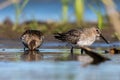 Pair Of Dunlins On A Sunny Day Royalty Free Stock Photo