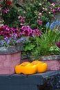 Pair of Dutch yellow clogs and garden plants