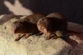 Pair of Dwarf Mongoose Royalty Free Stock Photo