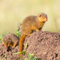 Pair Dwarf Mongooses On Termite Hill