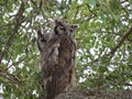 Pair of Eagle Owls