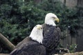 Pair of Eagles