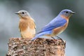 Pair of Eastern Bluebird Royalty Free Stock Photo