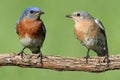 Pair of Eastern Bluebird