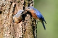 Pair of Eastern Bluebird Sialia sialis by a nest hole Royalty Free Stock Photo