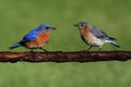 Pair of Eastern Bluebird