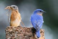 Pair of Eastern Bluebirds