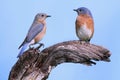 Pair of Eastern Bluebirds