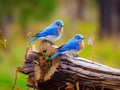 Pair of Eastern Bluebirds Royalty Free Stock Photo