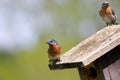 A Pair of Eastern Bluebirds Royalty Free Stock Photo