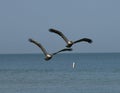 A Pair of Eastern Brown Pelicans Over The Gulf of Mexico