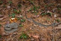 Pair of eastern hognose snakes from Massachusetts