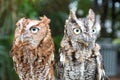 Eastern Screech Owls Royalty Free Stock Photo