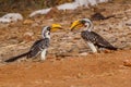 Pair Eastern Yellow-billed Hornbills - Tockus flavirostris