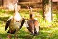 Two Egyptian geese or Alopochen aegyptiacus in nature Royalty Free Stock Photo