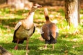 Two Egyptian geese or Alopochen aegyptiacus in nature Royalty Free Stock Photo