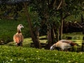 Pair of Egyptian Geese by a Pond