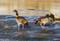 A pair of Egyptian geese fishing Royalty Free Stock Photo