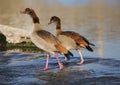 A pair of Egyptian geese fishing in the river Royalty Free Stock Photo