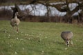 Pair of Egyptian geese are grazing on the grassland Royalty Free Stock Photo