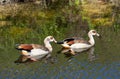 Pair of Egyptian Geese out for a Swim