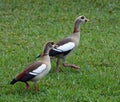 Pair of Egyptian Geese Strolling through Green Grass