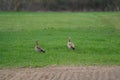 An pair Egyptian Goose on the green grass