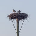 A pair of Egyptian Gooses occupy a stork nest